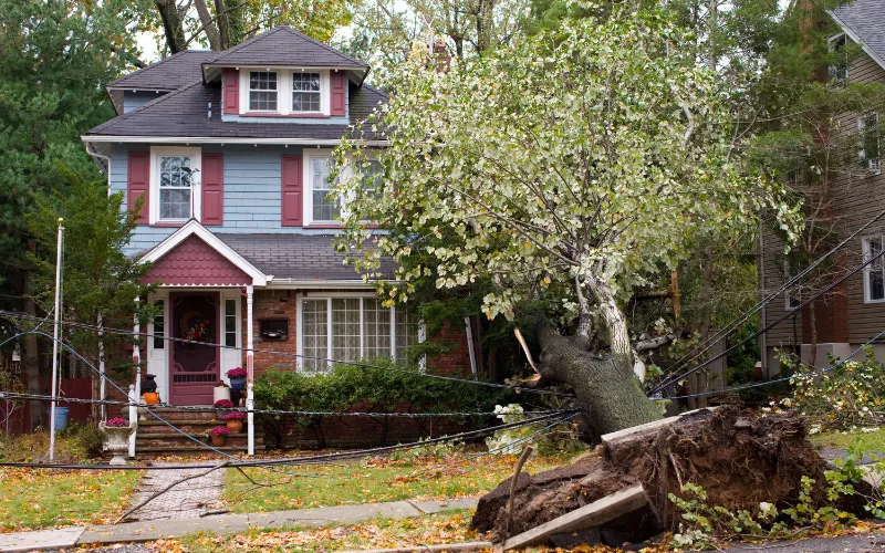 Tree fallen onto a house after a storm